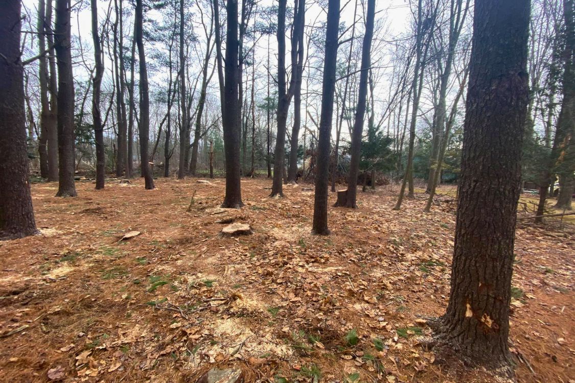 brush and tree removal Watertown CT