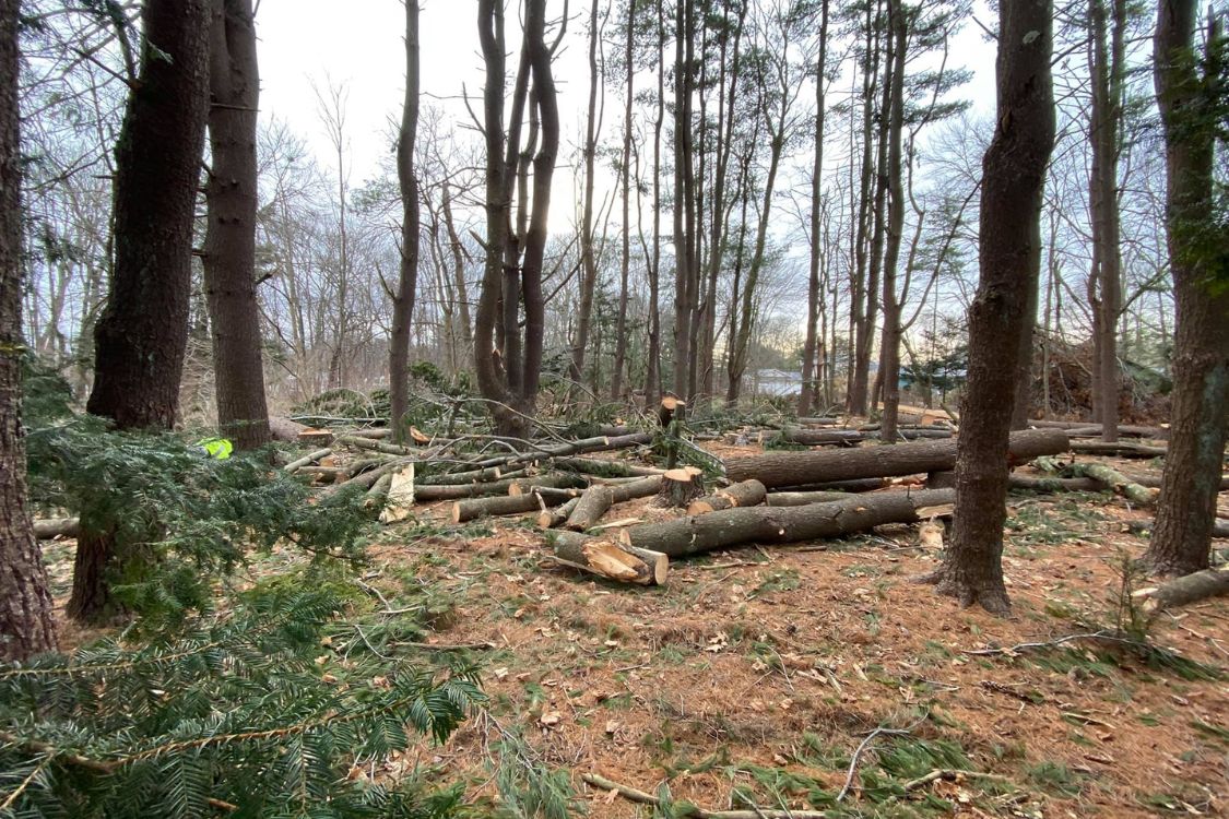 property clearing and tree stump removal Watertown CT
