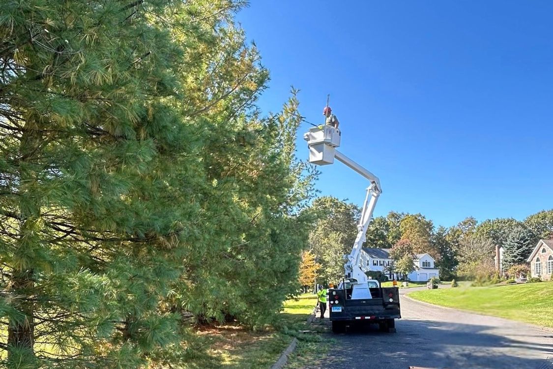 tree pruning Watertown CT
