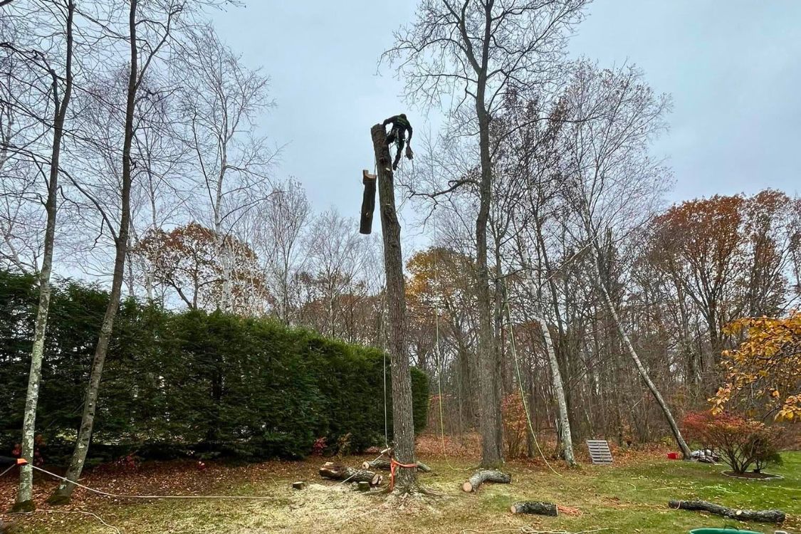 tree removal Watertown CT