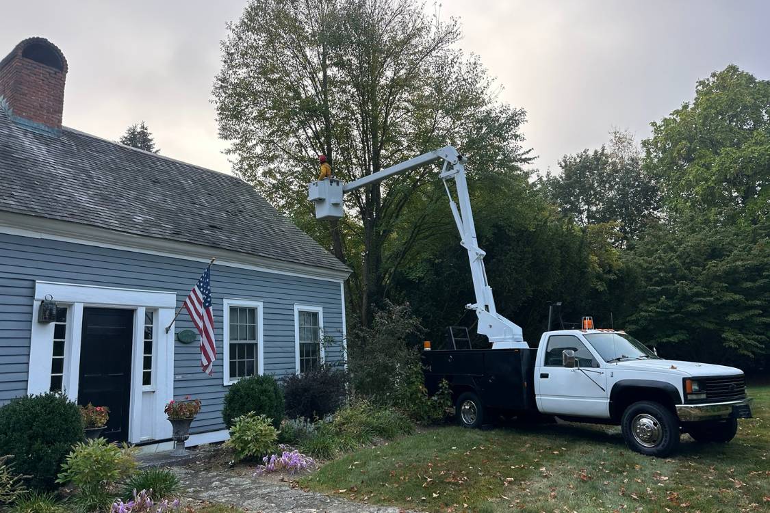 tree removal Watertown CT