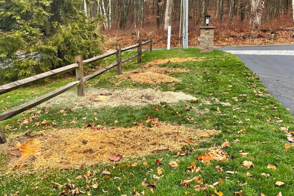 tree stump grinding Watertown CT