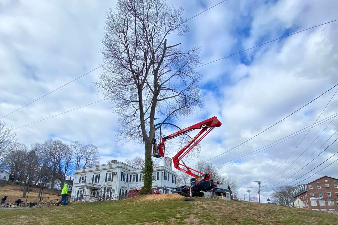 tree trimming Watertown CT