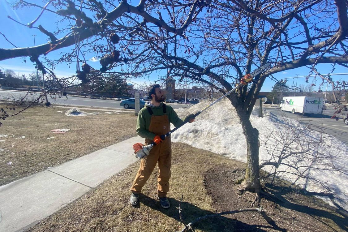 winter tree care Watertown CT