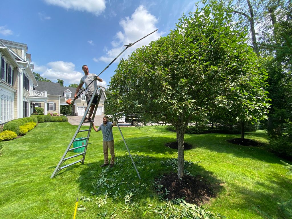 winter tree care Woodbury CT