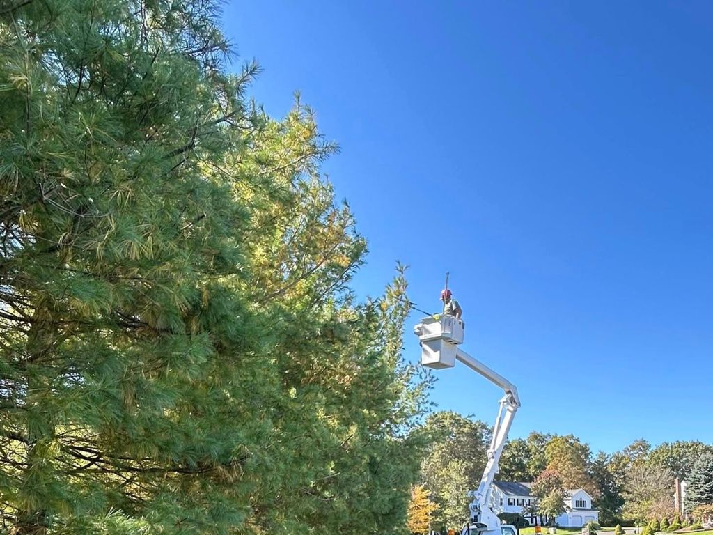 winter tree care Woodbury CT