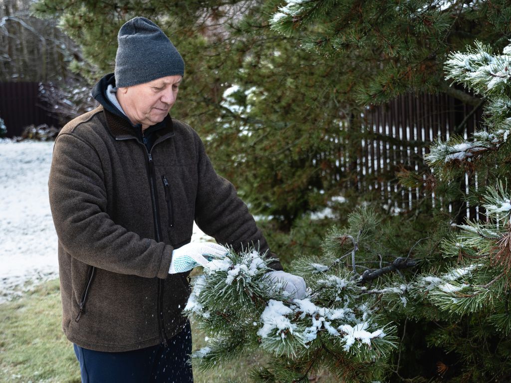 winter tree care Middlebury CT