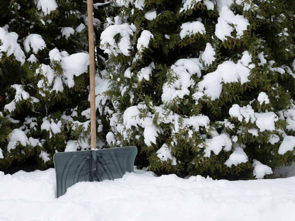 winter tree care Middlebury CT