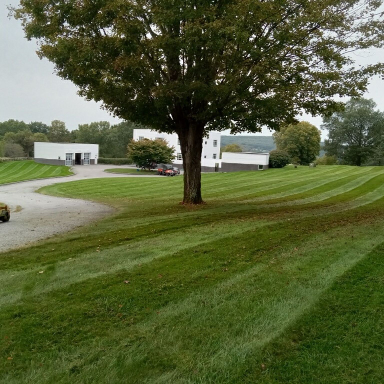 lawn care services Watertown CT on a curved estate lawn with a large tree and modern white home