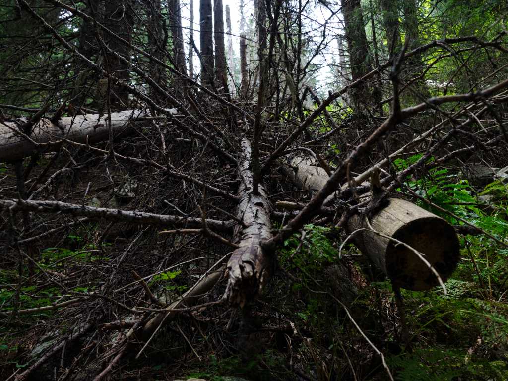 signs of a dead tree