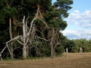signs of a dead tree