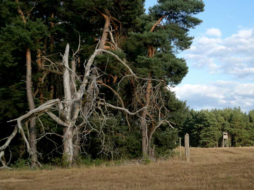 signs of a dead tree