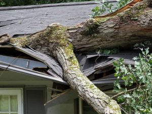 tree removal after storm
