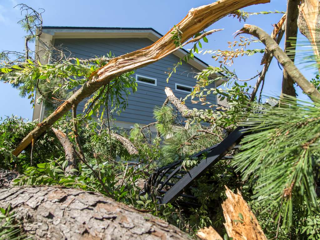 tree removal after storm