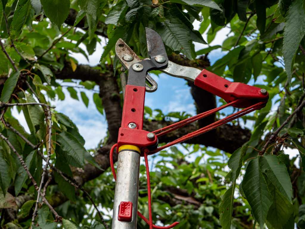 what is tree pruning
