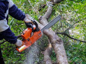 what is tree pruning