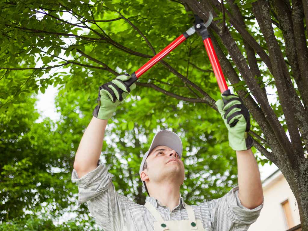 what is tree pruning
